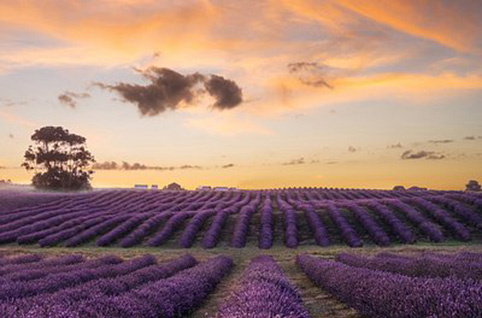 CCT Lavendar Farm